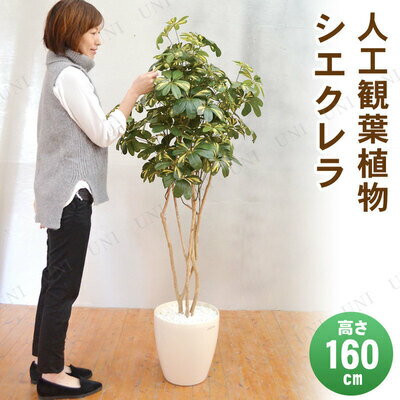 フェイクグリーン光触媒シエクレラ160cm