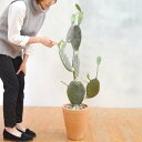 【取寄品】 フェイクグリーン 光触媒 サボテン 120cm 【 消臭 インテリアグリーン 抗菌 人工観葉植物 多肉植物 】