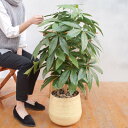 【取寄品】 フェイクグリーン 光触媒 パキラ 100cm 【 インテリアグリーン 抗菌 消臭 人工観葉植物 】