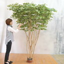 【取寄品】 フェイクグリーン 光触媒 ベンジャミン 200cm 【 フェイクグ リーン 人工観葉植物 抗菌 インテリアグリーン 消臭 】