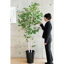 【取寄品】 フェイクグリーン 光触媒 シラカバ 200cm 【 人工観葉植物 インテリアグリーン 抗菌 消臭 】