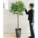 【取寄品】 フェイクグリーン 光触媒 パキラ 170cm 【 インテリアグリーン 抗菌 人工観葉植物 消臭 】