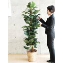 【取寄品】 フェイクグリーン 光触媒 スプリットフィロ 170cm 【 消臭 人工観葉植物 抗菌 インテリアグリーン 】