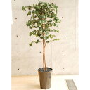 【取寄品】 フェイクグリーン 光触媒 イチョウ 180cm 【 消臭 抗菌 人工観葉植物 インテリアグリーン 】