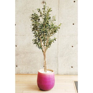 生活雑貨 フェイクグリーン 人工観葉植物 インテリアグリーン 140cm 消臭 インテリアグリーン 果樹木 抗菌 光触媒 フェイクグリーン 人工観葉植物 装飾品 デコレーション インテリア用品 インテリアグッズ 光触媒 オリーブ 140cm 抗菌 インテリアグリーン 人工観葉植物 生活雑貨 フェイクグリーン 人工観葉植物 インテリアグリーン 140cm 消臭 インテリアグリーン 果樹木 抗菌 光触媒 フェイクグリーン 人工観葉植物 装飾品 デコレーション インテリア用品 インテリアグッズ 光触媒 オリーブ 140cm 抗菌 インテリアグリーン 人工観葉植物