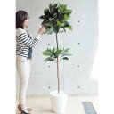 【取寄品】 フェイクグリーン 光触媒 ゴムの木 180cm 【 抗菌 ゴムノキ インテリアグリーン 消臭 人工観葉植物 】