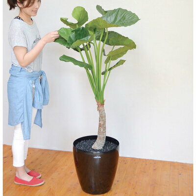 【取寄品】 フェイクグリーン 光触媒 クワズイモ 145cm 【 人工観葉植物 インテリアグリーン サトイモ..