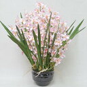 【取寄品】 フェイクグリーン 光触媒 シンビジューム12本立 薄ピンク 87cm 【 人工観葉植物 フェイクフラワー 抗菌 インテリアフラワー 消臭 アートフラ...