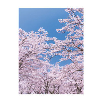 楽天パーティワールド240×175cm バックスクリーンシート桜 【 ディスプレイ POP 販促品 春 さくら デコレーション サクラ 店舗装飾品 お花見 飾り 入学式 】