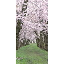 タペストリー 桜新緑 (180×90cm) 【 入学式 飾り お花見 さくら 春 壁掛け デコレーション サクラ 販促品 店舗装飾品 ディスプレイ POP 】