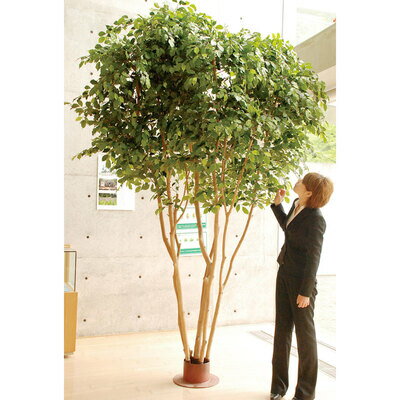 【取寄品】 フェイクグリーン 光触媒 ベンジャミン 310cm 【 抗菌 人工観葉植物 フェイクグ リーン 大きい インテリアグリーン 消臭 】