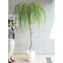 【取寄品】 フェイクグリーン 光触媒 ヤナギ 225cm 【 インテリアグリーン 大きい 人工観葉植物 消臭 抗菌 】