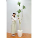 【取寄品】 フェイクグリーン 光触媒 ユッカ 240cm 【 大きい 人工観葉植物 インテリアグリーン 抗菌 消臭 】