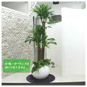 150cmドラセナフレグランス (造花・人工観葉植物) 【 インテリアグリーン 幸福の木 フェイクグリーン 】