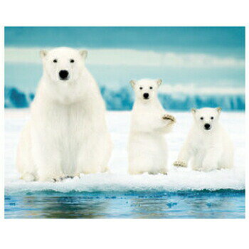 ڼʡ Polar Bear Family  ưʪ ˥ޥ ݥ ƥꥢ 