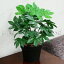 【あす楽対応】 Funderful 人工観葉植物 ヤツデ 45cm 【 フェイクグリーン ミニ インテリアグリーン ミニ観葉植物 小さい ミニサイズ 】