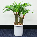 58cmドラセナフレグランス (造花・人工観葉植物) 【 インテリアグリーン 幸福の木 フェイクグリーン 】
