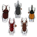 あす楽12時!昆虫王アームリング カブトムシ クワガタ KISVN63131