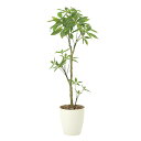【直送品・大感謝価格 】パキラ1.3 908A250 光触媒人工植物 光の楽園 2019 W45×D45×H130cm