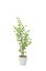 【直送品・大感謝価格 】光触媒人工植物 光の楽園 2018 バウヒニア1.6 820A300 W65×D55×H160cm 34,025円
