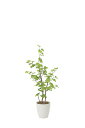 【直送品・大感謝価格 】光触媒人工植物 光の楽園 2018 バウヒニア1.3 821A220 W60×D55×H130cm