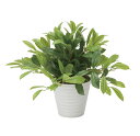 【直送品・大感謝価格 】光触媒人工植物 光の楽園 2018 ローレル 828A75 W55×D55×H43cm【画像器が変更の場合あり】【別途送料が発生する場合...