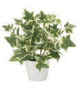 【直送品・大感謝価格 】光触媒人工植物 光の楽園 2018 斑入リアイビー 834A25 W22×D22×H23cm【別途送料が発生する場合あり・ラッピングは有...