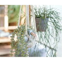 【2個セット】【直送品】コロラータス 80879 L98 POSH LIVING 2022 Collection GREEN 291シリーズ【ヘルシ価格】インテ...