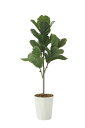 【直送品】カシワバゴム1.25 ポリ製 2427A240 W50×D50×H125cm 光触媒人工植物 光の楽園 2024【割引不可品】インテリア 人工観葉植物...