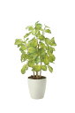 【直送品】バウヒニア70 2431A120 W30×D30×H70cm 光触媒人工植物 光の楽園 2024【割引不可品】インテリア 人工観葉植物 アートフラワー...