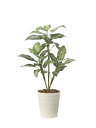 【直送品】ディフェンバキア90 2491A100 W50×D50×H90cm 光触媒人工植物 光の楽園 2024【割引不可品】インテリア 人工観葉植物 アートフ...