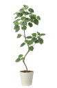 【直送品】ツイストウンベラータ1.9 組立式 2494A500 W70×D65×H190cm 光触媒人工植物 光の楽園 2024【割引不可品】インテリア 人工観...