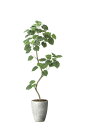 【直送品】ナチュラルウンベラータ1.9 組立式 2499A740 W70×D65×H190cm 光触媒人工植物 光の楽園 2024【割引不可品】インテリア 人工...