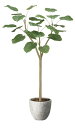 【直送品】ナチュラルウンベラータ1.5 2503A400 W60×D50×H150cm 光触媒人工植物 光の楽園 2024【割引不可品】インテリア 人工観葉植物...