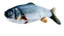 【48個セット】お魚ピチピチ フナx48個セット【ヘルシ価格】 ペットグッズ 猫用品 おもちゃ 電動魚 玩具 ぬいぐるみ USB充電式