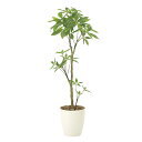 【直送品・大感謝価格 】パキラ1.3 908A250 光触媒人工植物 光の楽園 2019 W45×D45×H130cm【別途送料が発生する場合あり・ラッピングは有料(不可の場合あり)】
