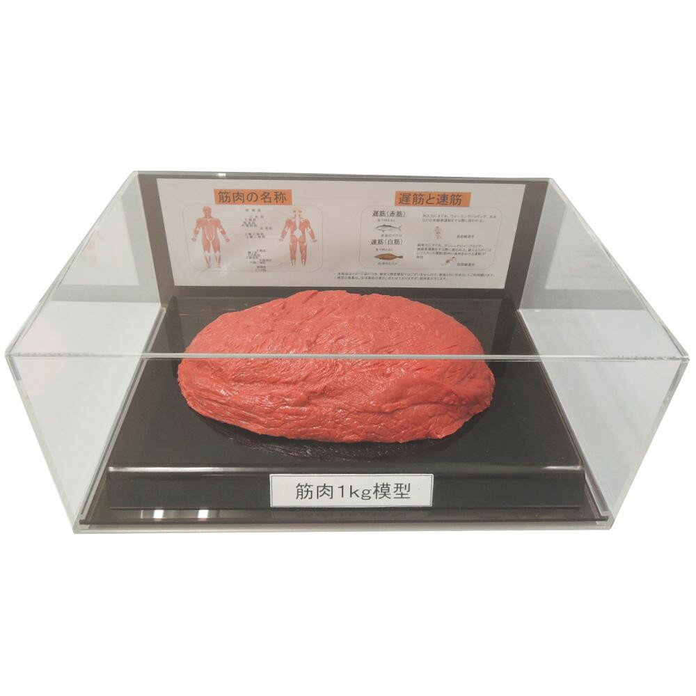 筋肉模型フィギュアケース入 1kg IP-986【お寄せ品、返品キャンセル不可。欠品終売時連絡あり】