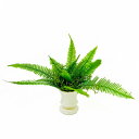 A&K 日本製プリザーブド観葉植物 山シダ・アスパラ HP-001【お寄せ品、返品キャンセル不可。欠品終売時連絡あり】