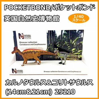 POCKETBOND/ポケットボンド 英国自然史博物館 カルノタウルス&コリトサウルス(14cm&21cm) 29210【お寄せ品、返品キャンセル不可。欠品終売時連絡あり】