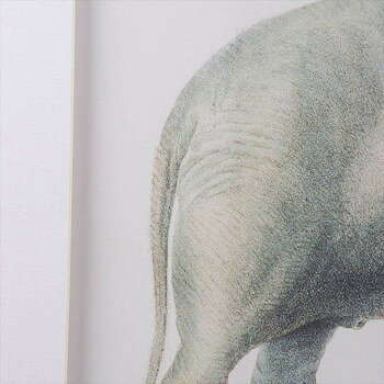【メーカー直送(大型)】ヴィヴィアン 額絵・ゾウ 85318PI【お寄せ品、返品キャンセル不可。欠品終売時連絡あり】 [2]