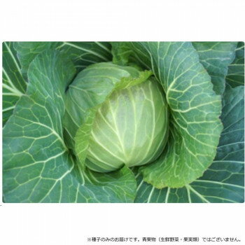 【直送品】小林種苗 キャベツ種子 ほほえみ　5529　小袋(170粒)【お寄せ品、返品キャンセル不可。欠品終売時連絡あり】