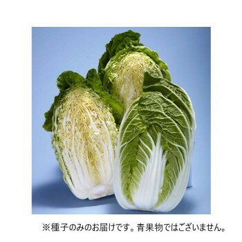 【直送品】小林種苗 ハクサイ種子 CRこまち　9609　10ml【お寄せ品、返品キャンセ...