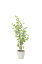 【直送品・大感謝価格 】光触媒人工植物 光の楽園 2018 バウヒニア1.6 820A300 W65×D55×H160cm【別途送料が発生する場合あり・ラッピングは有料(不可の場合あり)】 34,025円