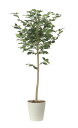 【直送品】レモンツリー1.6 2481A350 W80×D75×H160cm 光触媒人工植物 光の楽園 2024【割引不可品】インテリア 人工観葉植物 アートフ...