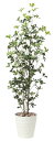 【直送品】シェフレラツリー1.7 ポリ製 2493A270 W55×D55×H170cm 光触媒人工植物 光の楽園 2024【割引不可品】インテリア 人工観葉植...