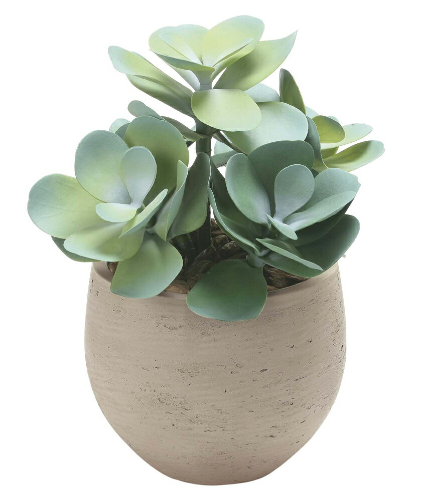 【直送品】ビックマネーツリー（ポリ製） 2535A100 W32×D32×H45cm 光触媒人工植物 光の楽園 2025【割引不可品】インテリア 人工観葉植物 アートフラワー ギフト 贈り物 花