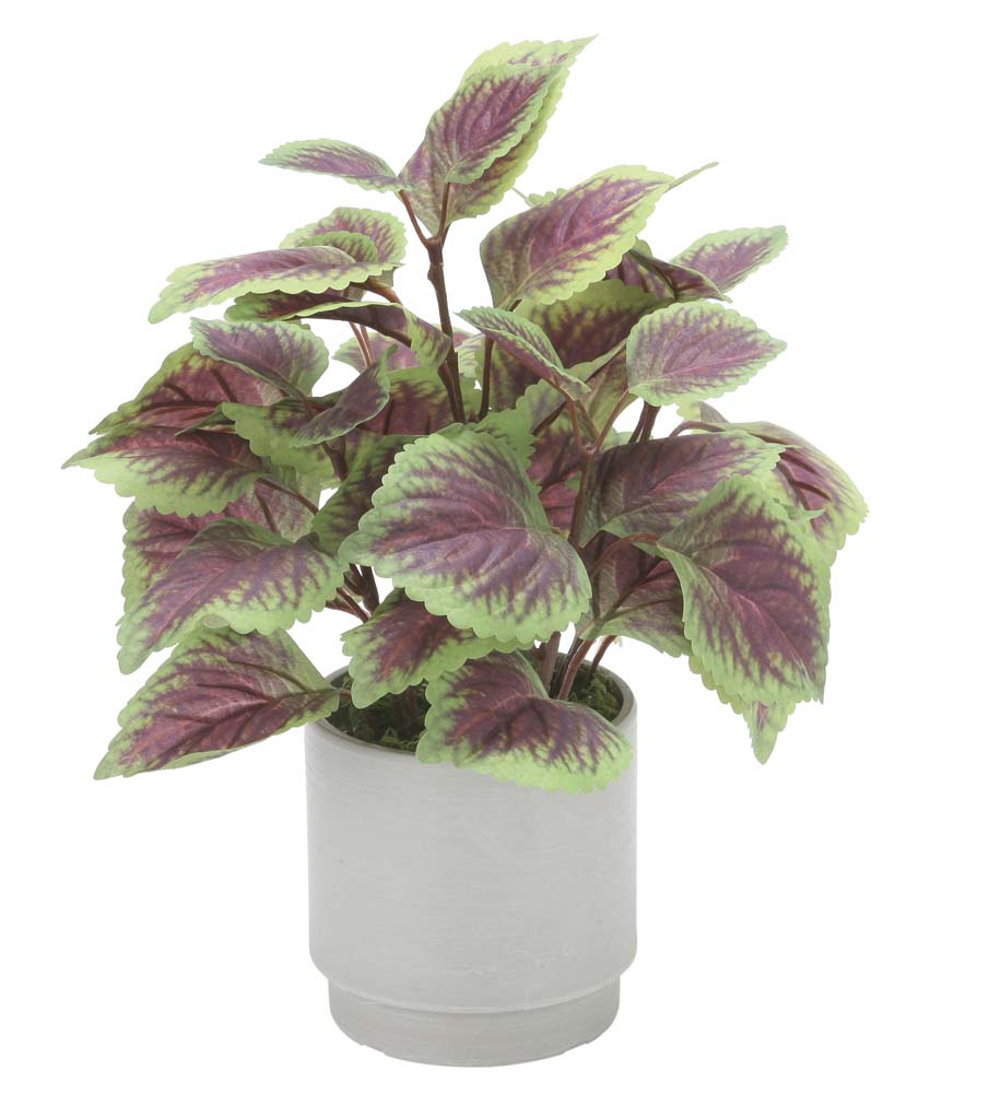 【光の楽園】シリーズはコチラ 【品名】 コリウスS 【品番】 2598A40 【JAN】 4516744360929 【サイズ】 商品サイズ：W23×D23×H30cm 商品重量：400 g BOXサイズ：W26×D17×H34cm BOX重量：280 g BOX込重量：680 g 【本体素材】 ポリエステル＋ポリエチレン 【花器素材】 スト−ン、プラスチック 【生産国】 日本 コリウスS 2598A40 W23×D23×H30cm 光触媒人工植物 光の楽園 2025 インテリア 人工観葉植物 アートフラワー ギフト 贈り物 花 広告文責　(有)パルス　048-551-7965 「出荷の予定ですが万が一欠品やメーカー終了の場合は別途メールにてご連絡いたします」『コリウスS 2598A40 W23×D23×H30cm 光触媒人工植物 光の楽園 2025』インテリア 人工観葉植物 アートフラワー ギフト 贈り物 花