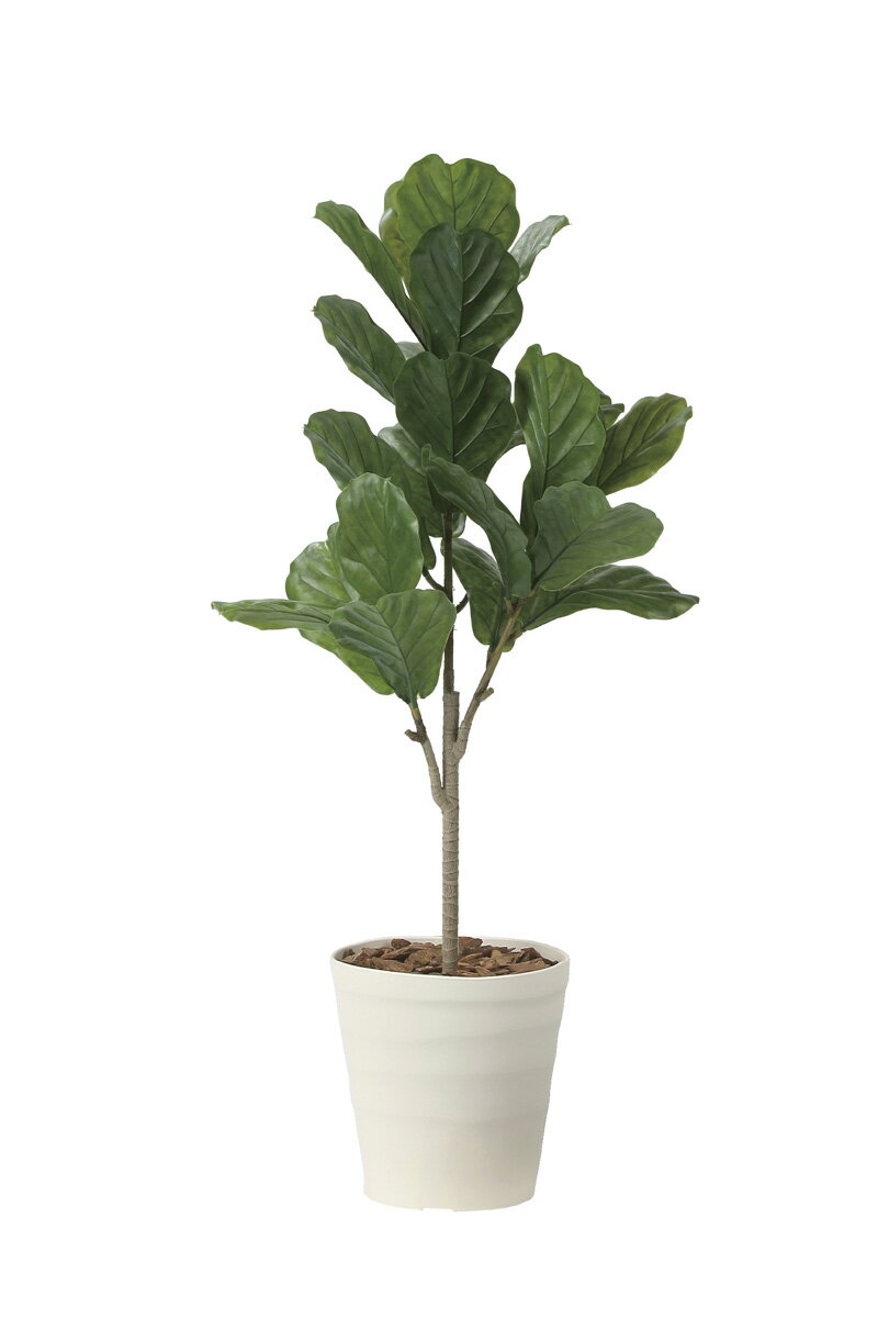 【直送品】カシワバゴム90（ポリ製） 2724A100 W50×D50×H90cm 4516744365146 光触媒 光の楽園 2026【割..