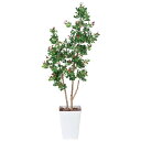 大感謝価格 光触媒ハックルベリー 1.25m 3a4501-180 366A200 直送品。代引不可・同梱不可・返品キャンセル・割引不可 インテリアグリーン 人工観葉植物(画像器が変更の場合あり)【別途送料が発生する場合あり・ラッピングは有料(不可の場合あり)】