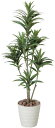 大感謝価格 光触媒 ドラセナコンパクタ 1.25m 2a4504-150 185c180 直送品。代引不可・同梱不可・返品キャンセル・割引不可 新築祝い・開店祝...